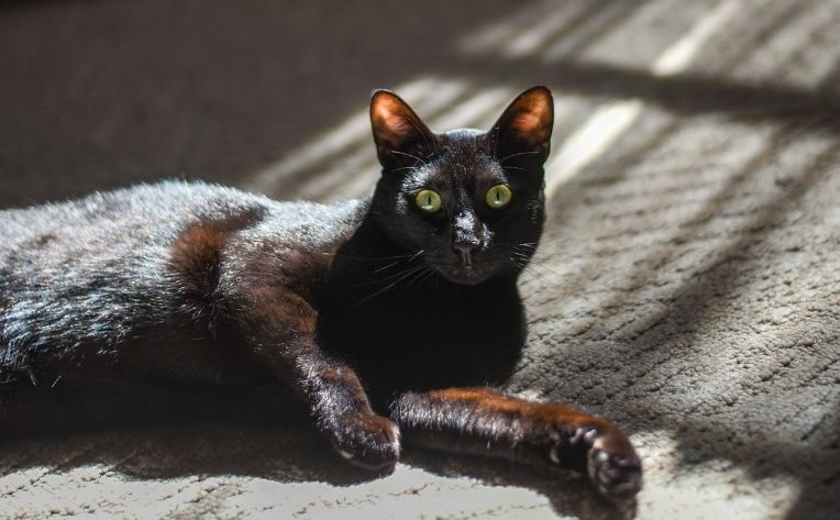 Black Cat on Carpet Flooring